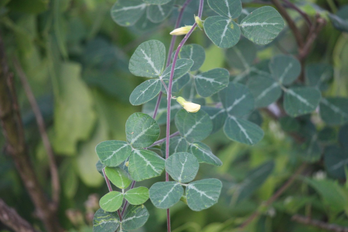 Rhynchosia velutina Wight & Arn.